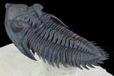 Flying Metacanthina Trilobite - Large, Exceptional Specimen #86853-3